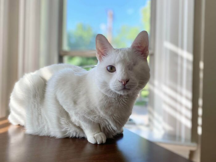 Белый кот с одним глазом сидит на деревянном столе у окна