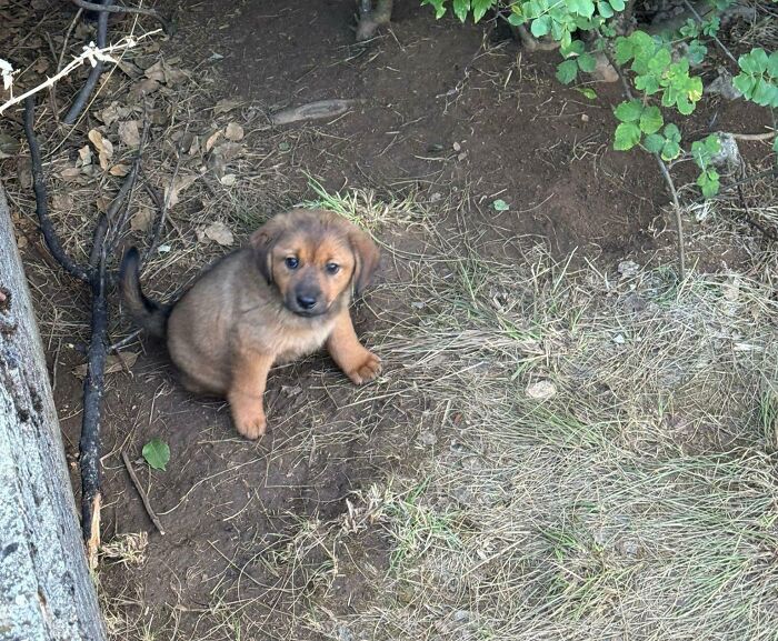 Маленький коричневый щенок сидит на земле среди травы