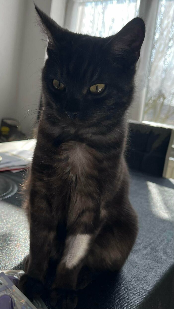 Чёрный полосатый кот сидит на столе и смотрит в камеру