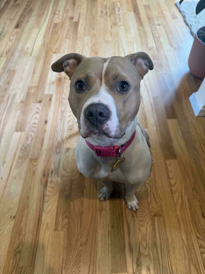 Коричнево-белая собака в розовом ошейнике смотрит вверх с деревянного пола