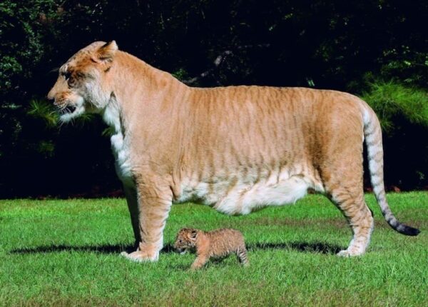 Осёл + кобыла = мул. Зебра + пони = зони. Лев + леопард = ?.. Угадайте все гибриды