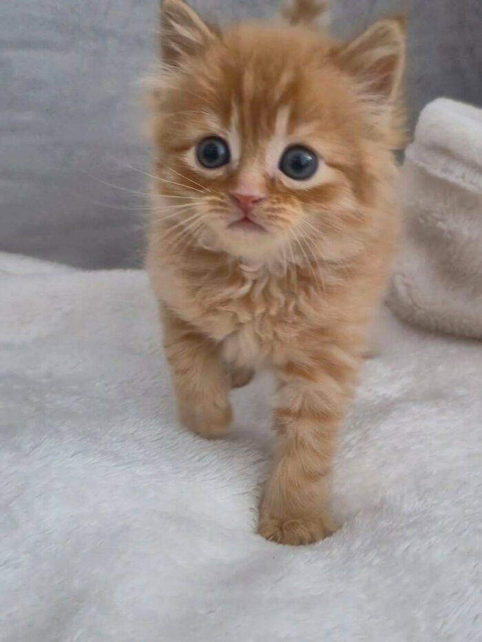 Рыжий пушистый котёнок идёт по белому покрывалу
