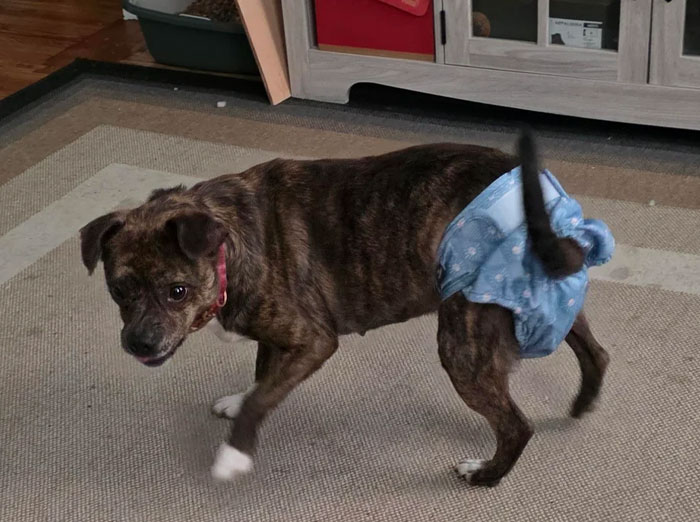 Тигровая собака в голубом подгузнике идёт по ковру в комнате