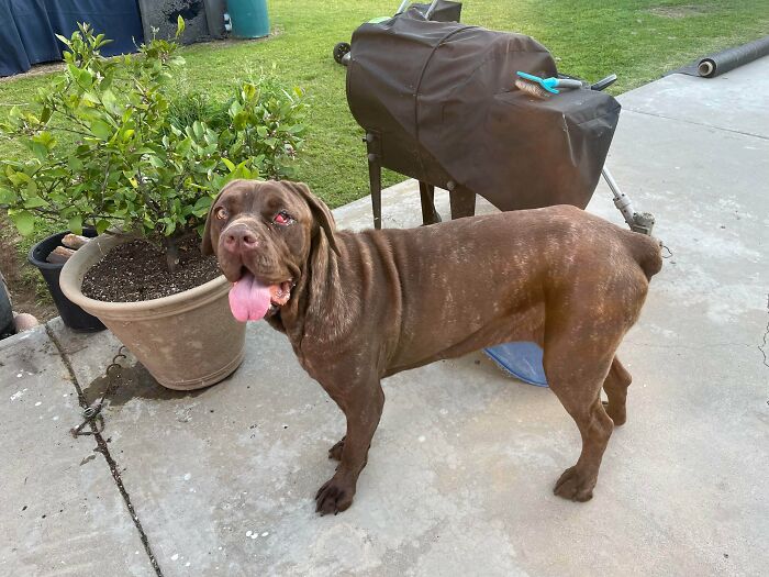 Коричневая собака с высунутым языком стоит на бетонной площадке