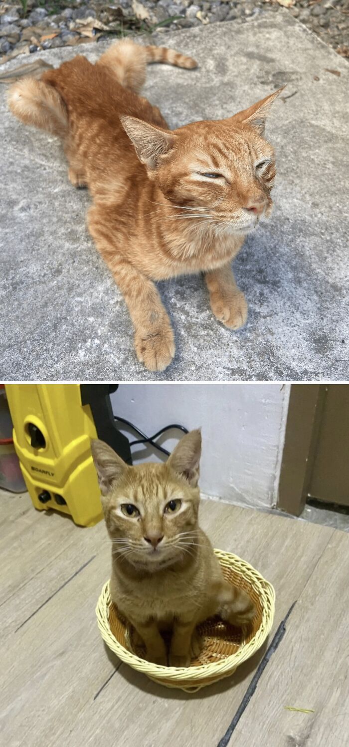 Коллаж: рыжий кот лежит на бетоне и рыжий кот сидит в плетёной корзине