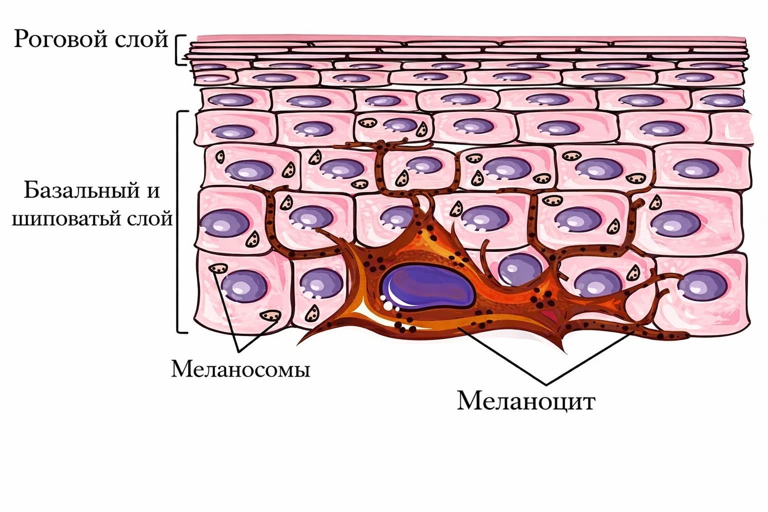Схема строения эпидермиса: меланоциты передают меланин кератиноцитам