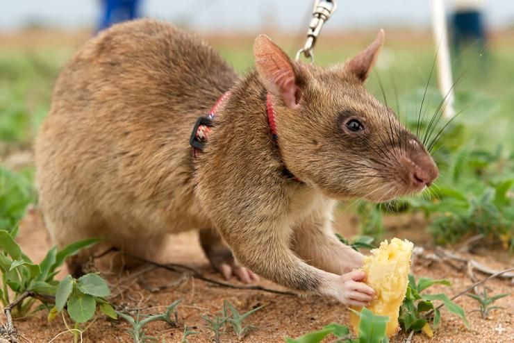 Гамбийская сумчатая крыса HeroRAT на поводке обследует минное поле в Мозамбике