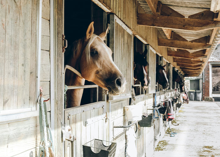 Лошади в конюшне