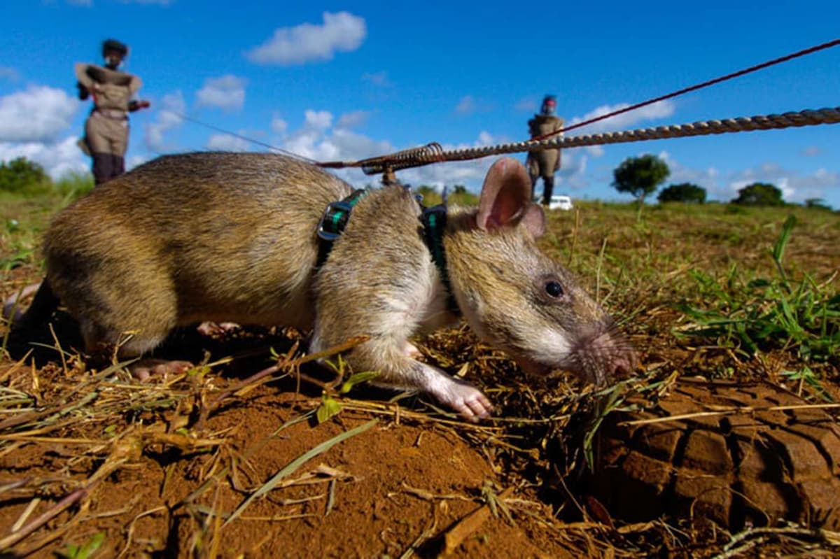 Крыса на разминировании Мозамбик