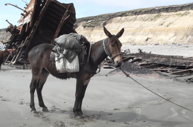Мул &mdash; рабочий гибрид осла и кобылы