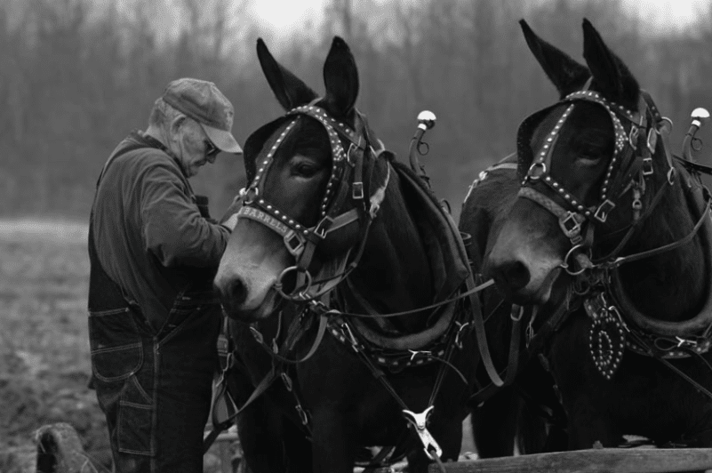 Мул на горной тропе &mdash; выносливый рабочий гибрид