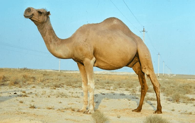 Одногорбый верблюд &mdash; один из родителей камы
