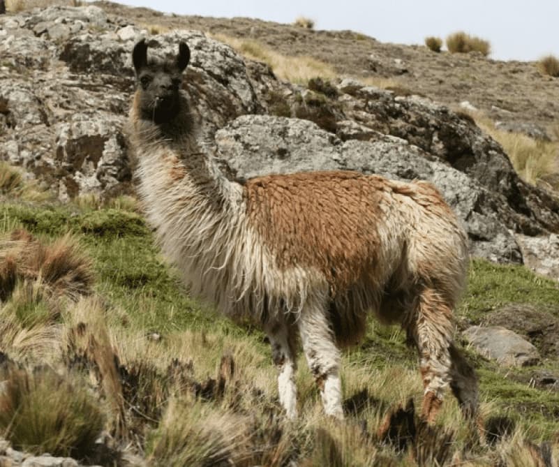 Лама &mdash; второй родитель камы