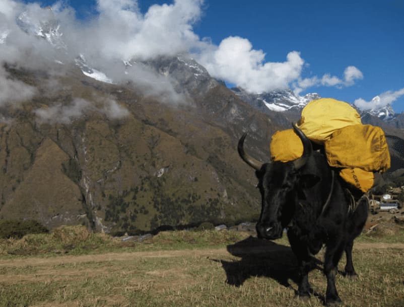 Хайнак &mdash; гибрид яка и коровы, популярный в Центральной Азии