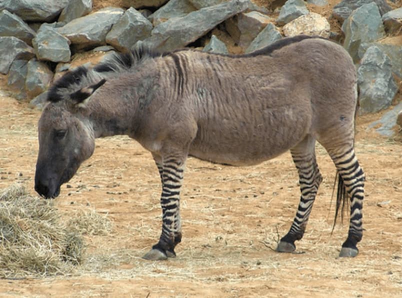 Bigpicture ru bigpicture ru 231 1