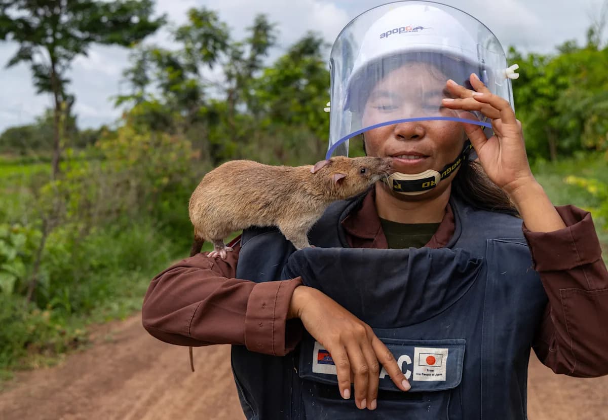 Крыса-сапёр на поводке в Камбодже