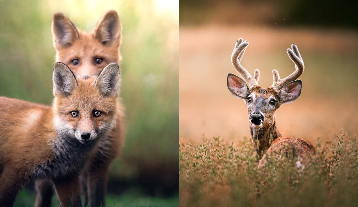 Bigpicture ru финский фотограф