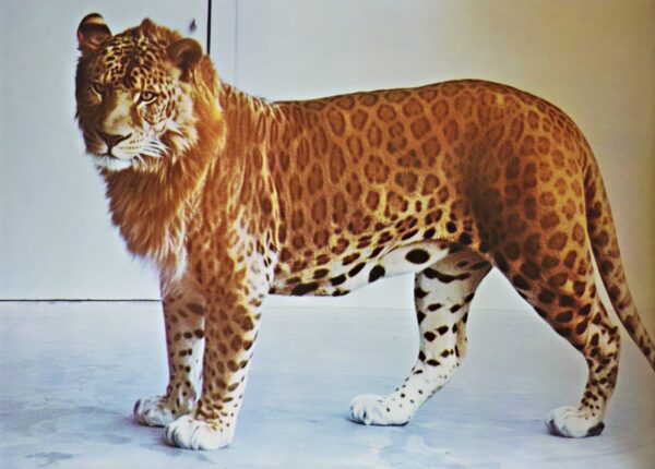 Осёл + кобыла = мул. Зебра + пони = зони. Лев + леопард = ?.. Угадайте все гибриды