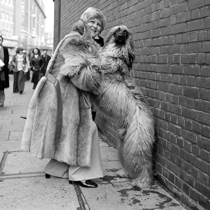 Афганская борзая Босс с хозяйкой Элейн Лаш на выставке Crufts, 1977