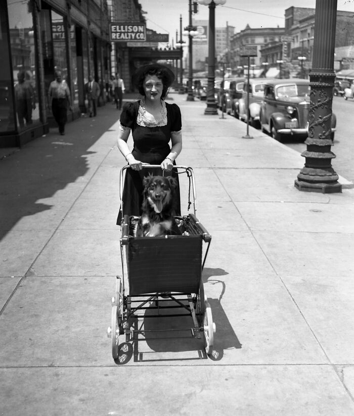 Дороти Иглс катит собаку в детской коляске, Чикаго, 1941