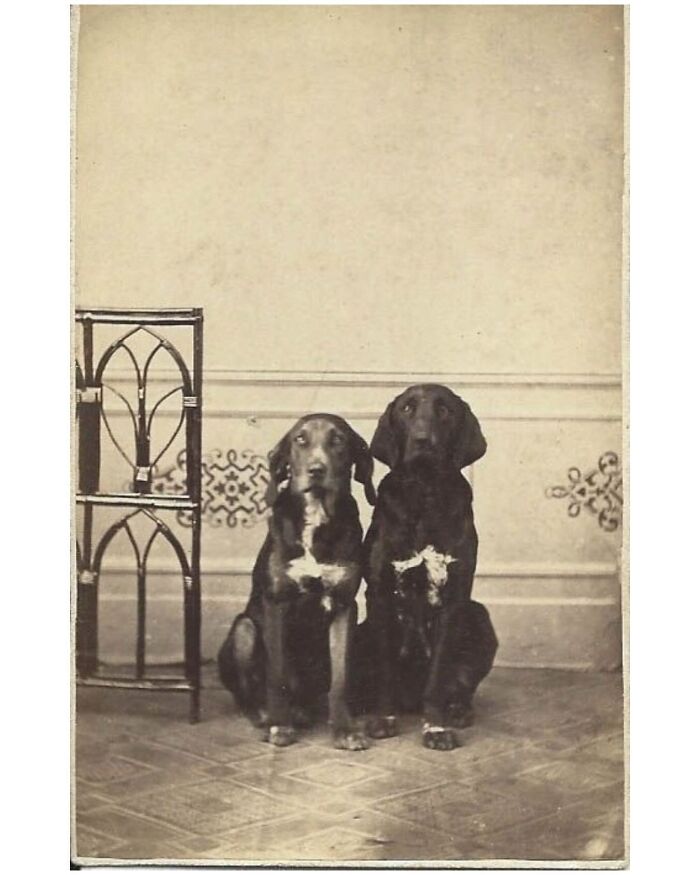 Портрет гончих Юно и Плуто, 1875 год