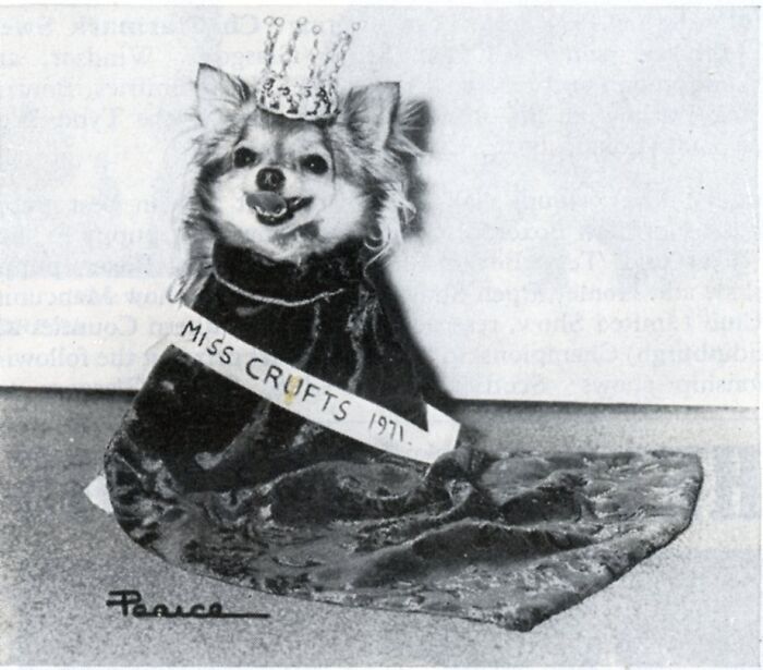 Длинношёрстный чихуахуа чемпион Розавел Тарина Сонг, 1971