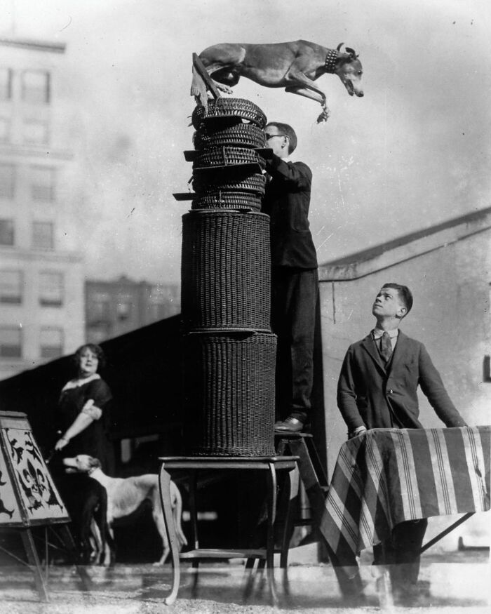 Борзая Рэмблинг Голд устанавливает мировой рекорд прыжка в высоту, 1925