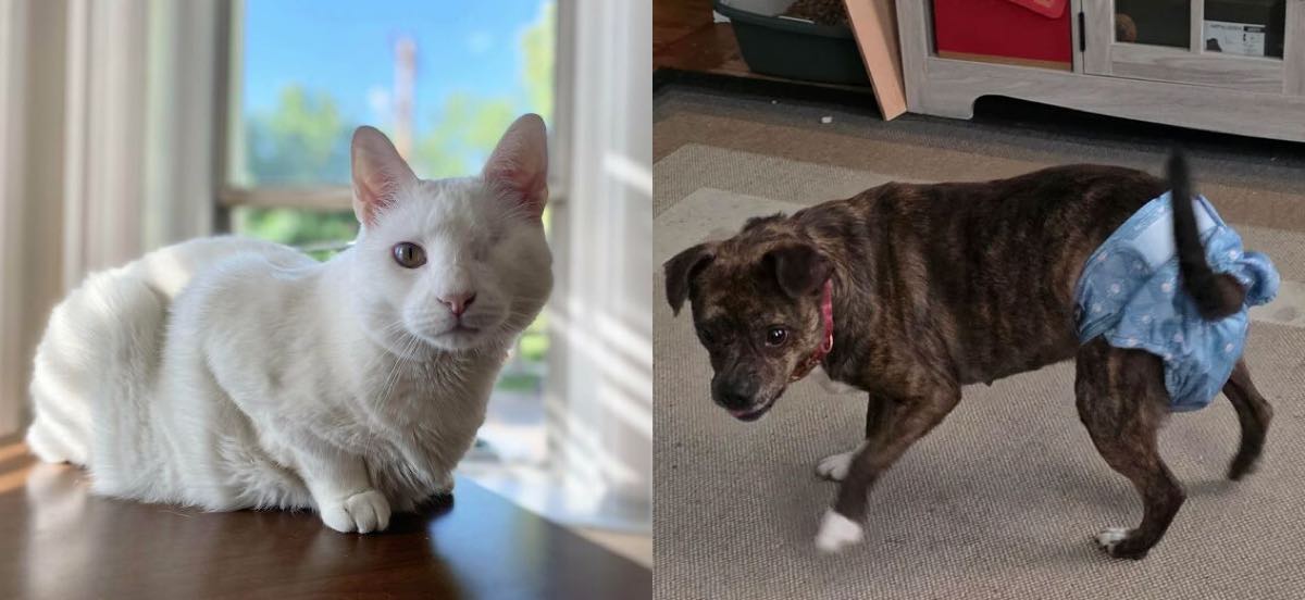 Bigpicture ru коллаж котопес