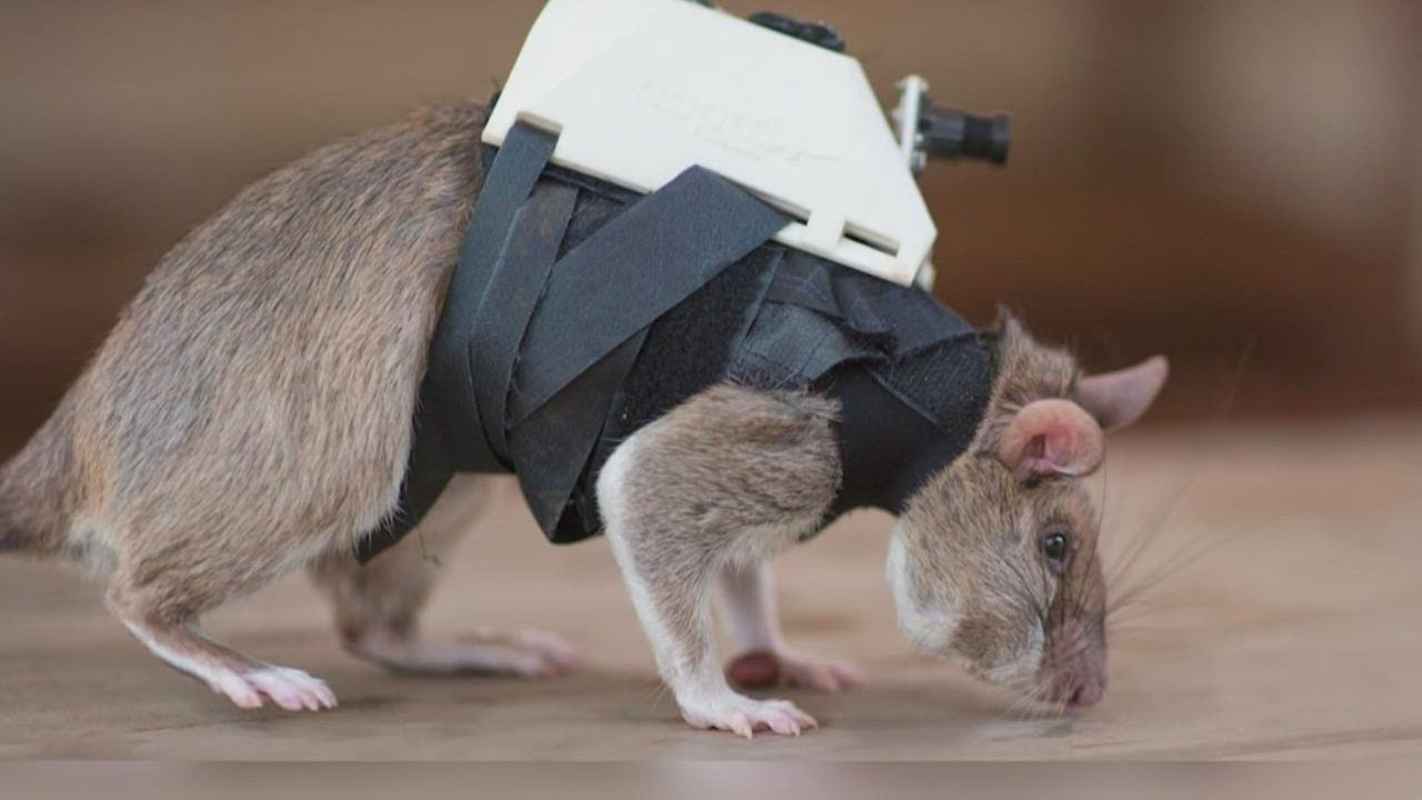 Крыса на тренировке по поиску выживших под завалами