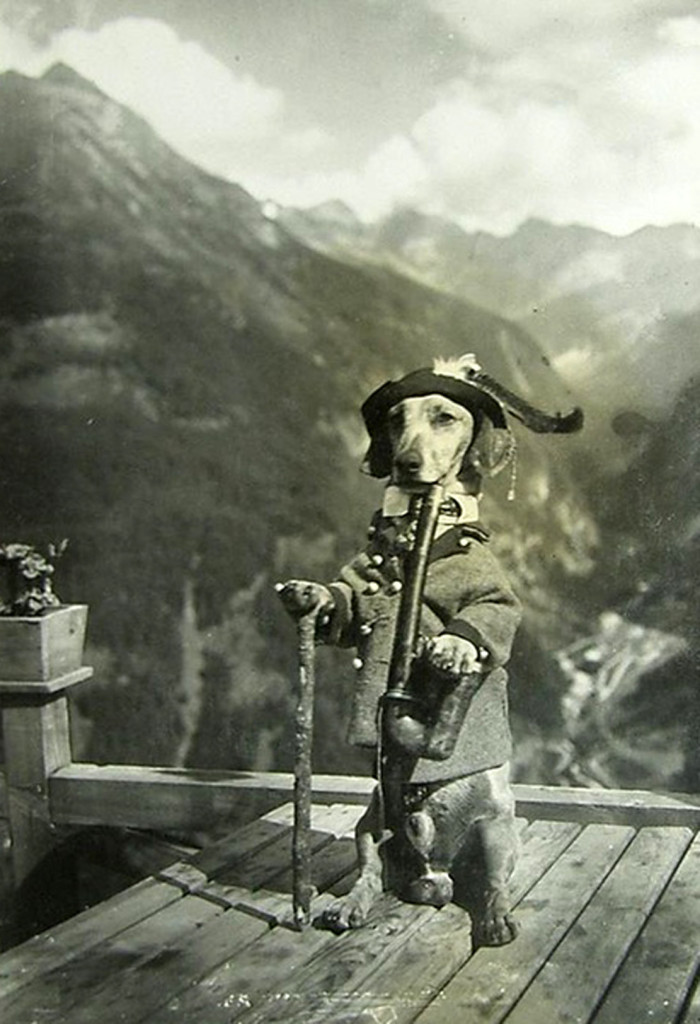 Waldi from the B&ouml;ckfeldalm Coffee & Restaurant, 1936