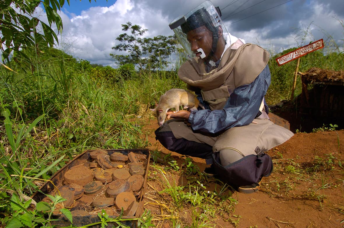 Сапёры APOPO работают в провинции Газа, Мозамбик