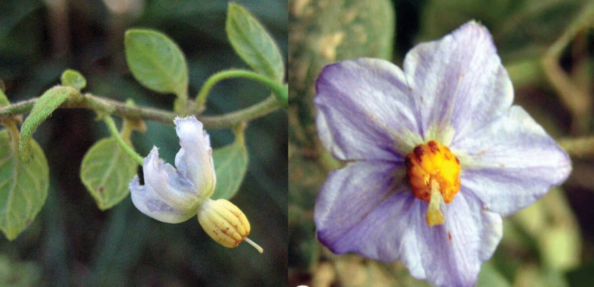 Solanum baretiae &mdash; вид паслёна, названный в честь Жанны Барре биологом Эриком Тепе в 2012 году