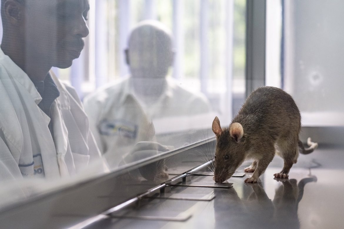 Крыса анализирует образцы мокроты на наличие туберкулёза в Танзании