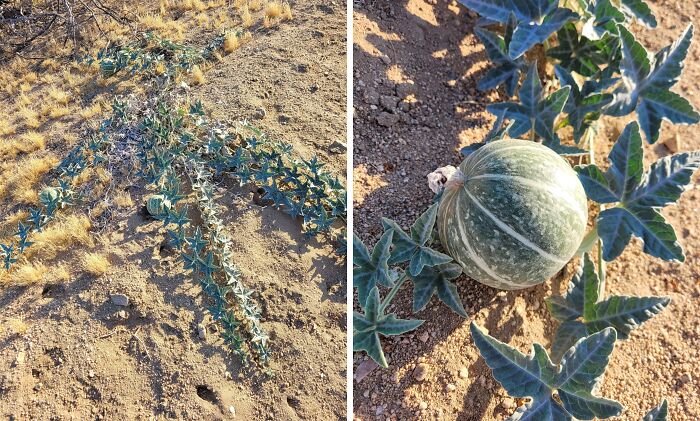 Bigpicture ru unbelievable things people stumbled upon in the desert 25