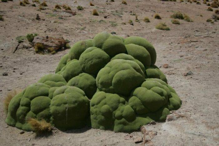 Bigpicture ru unbelievable things people stumbled upon in the desert 42