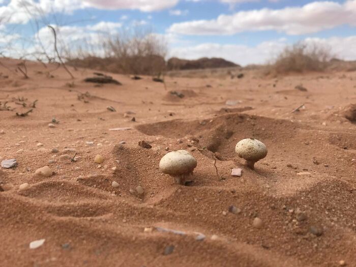 Bigpicture ru unbelievable things people stumbled upon in the desert 46