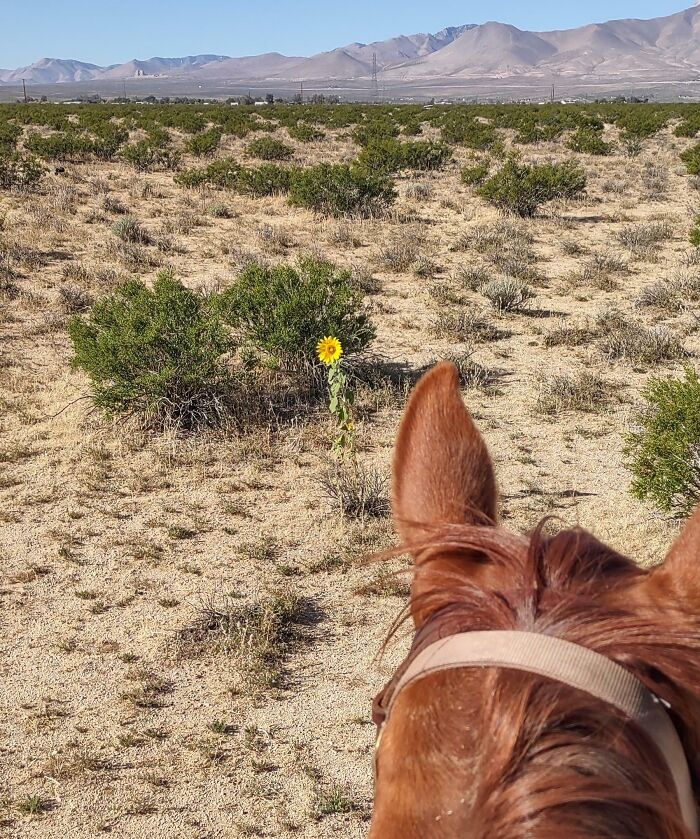 Bigpicture ru unbelievable things people stumbled upon in the desert 47