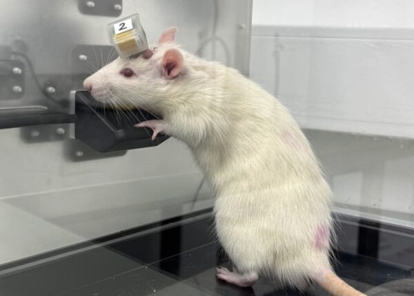 Пока Маск вживлял чип человеку, в России крыса уже отвечала на вопросы по физике