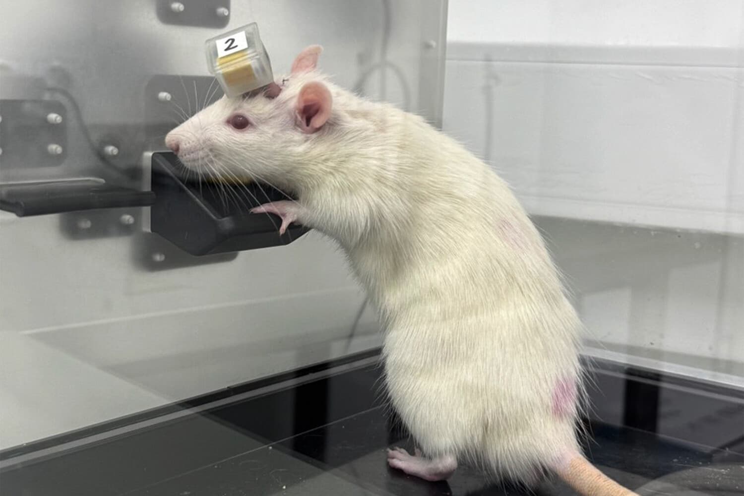 Крыса Пифия в лаборатории Neiry