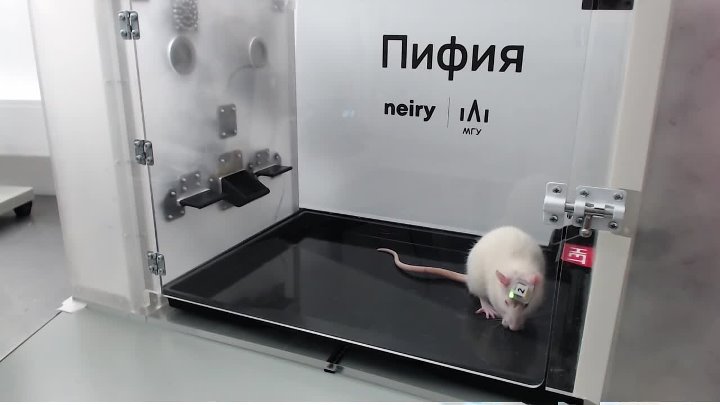 Bigpicture ru videopreview