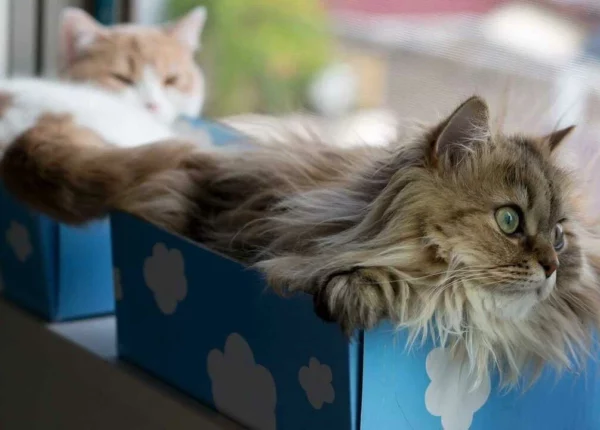 Почему кошки так любят сидеть в коробках?