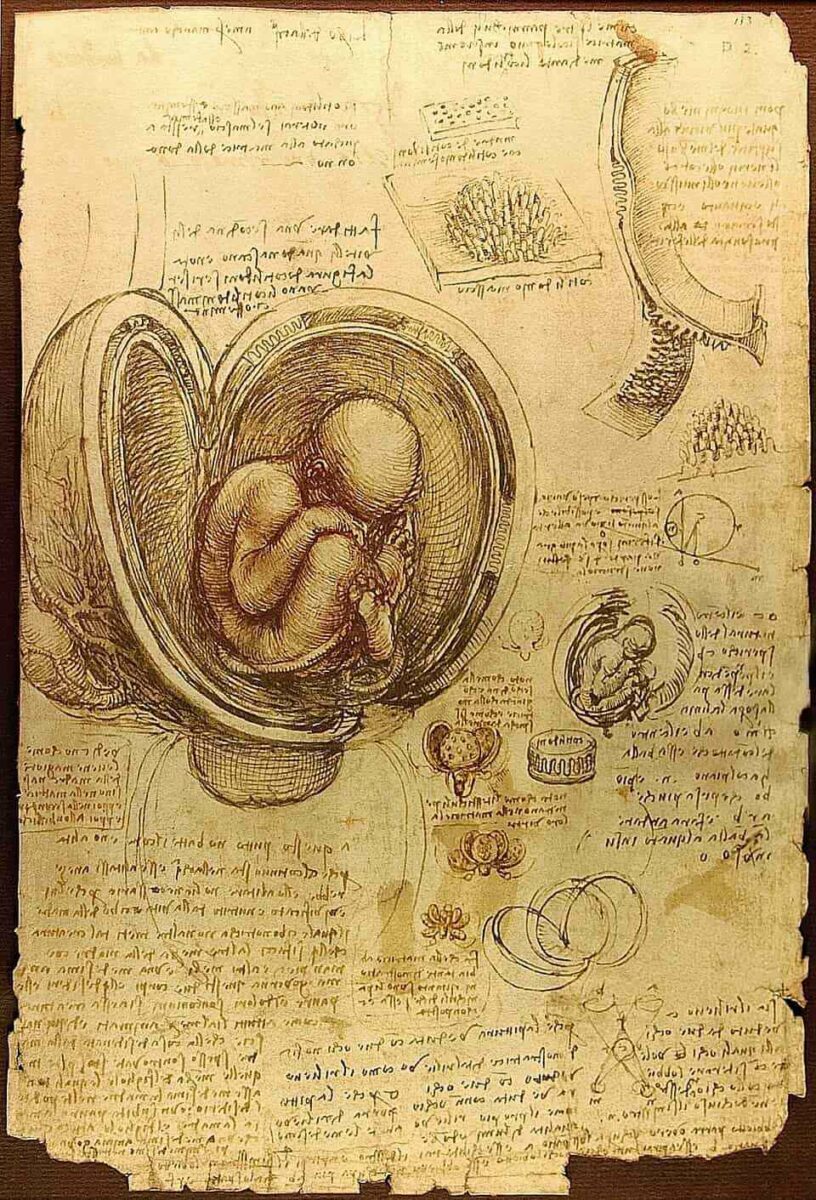 Анатомический рисунок Леонардо да Винчи &mdash; исследование женского тела, 1510&ndash;1513 годы