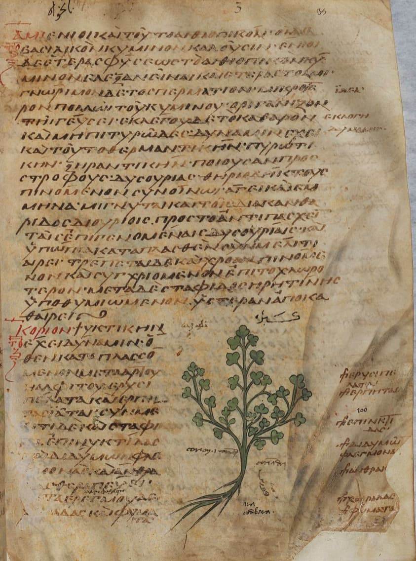 кориандр в средневековой греческой рукописи IX века