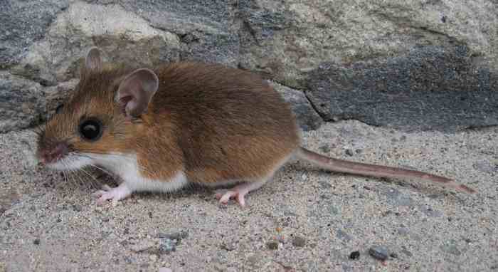 Оленья мышь Peromyscus maniculatus &mdash; основной переносчик хантавируса в Северной Америке