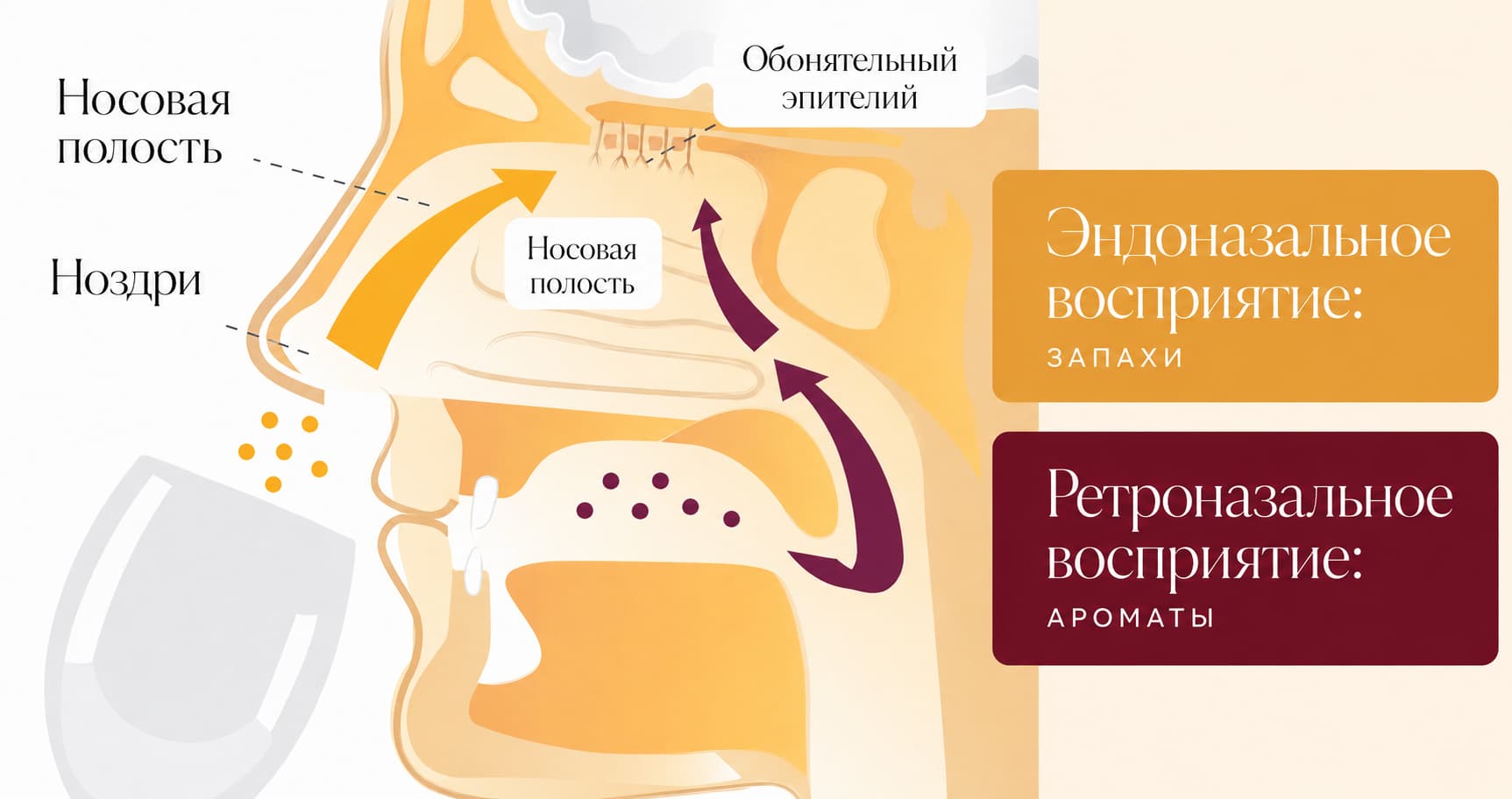схема ортоназального и ретроназального пути запахов к обонятельным рецепторам