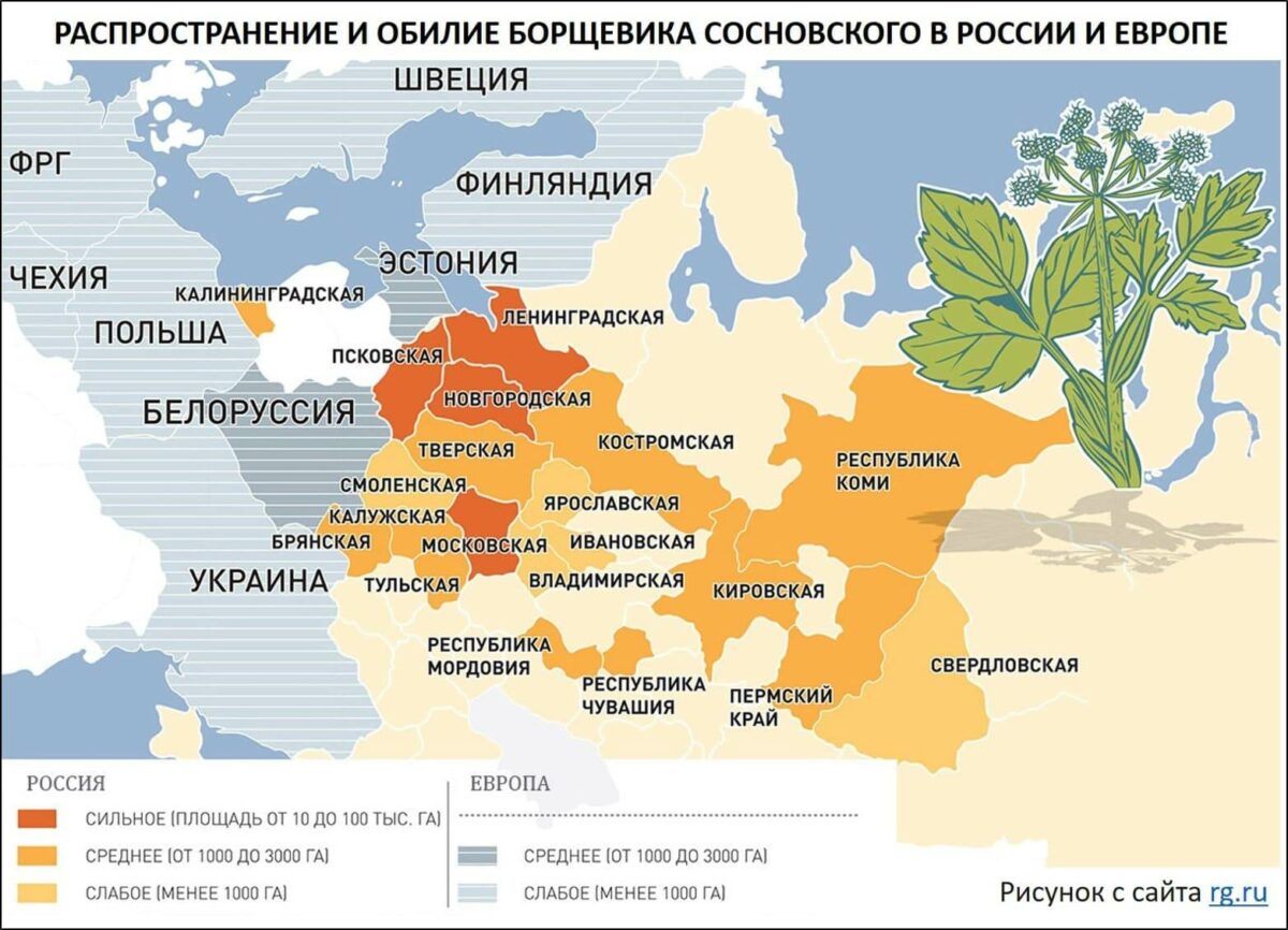 инфографика &mdash; распространение борщевика в России и Европе