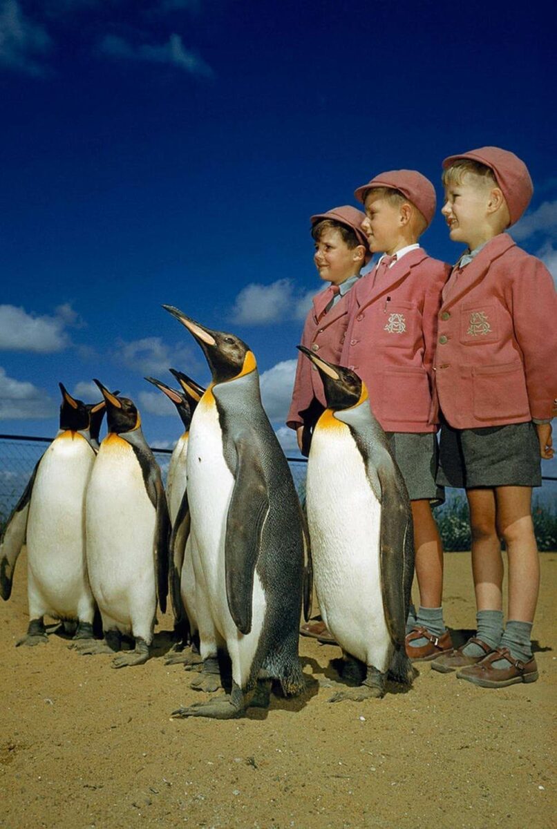 Школьники и пингвины в Лондонском зоопарке Англия 1953 год фото National Geographic