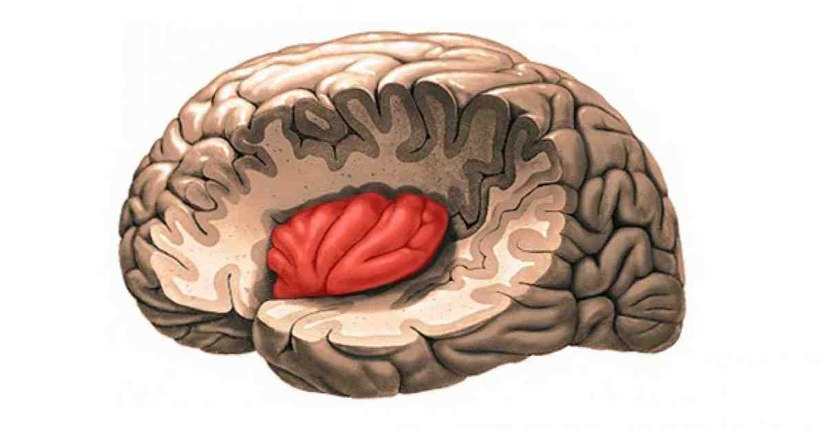 островковая доля головного мозга insula &mdash; зона интеграции вкуса и запаха