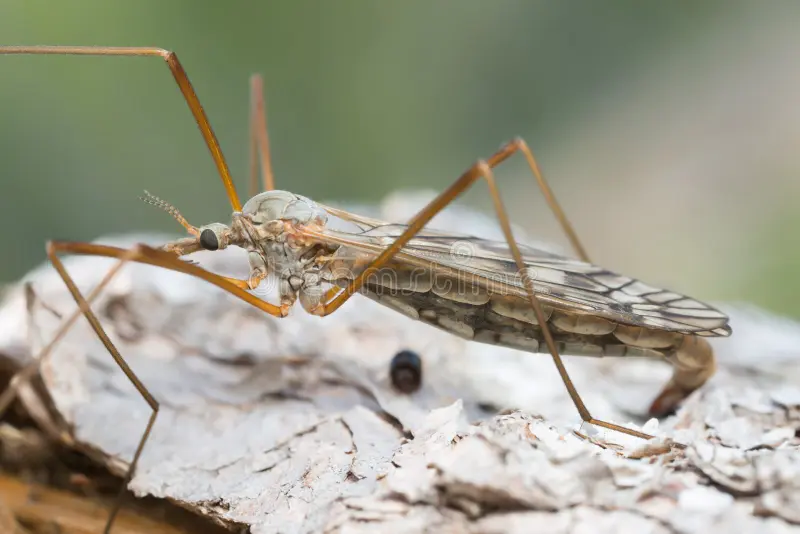 фото самки комара-долгоножки (Tipulidae), откладывающей яйца в почву/траву с помощью яйцеклада