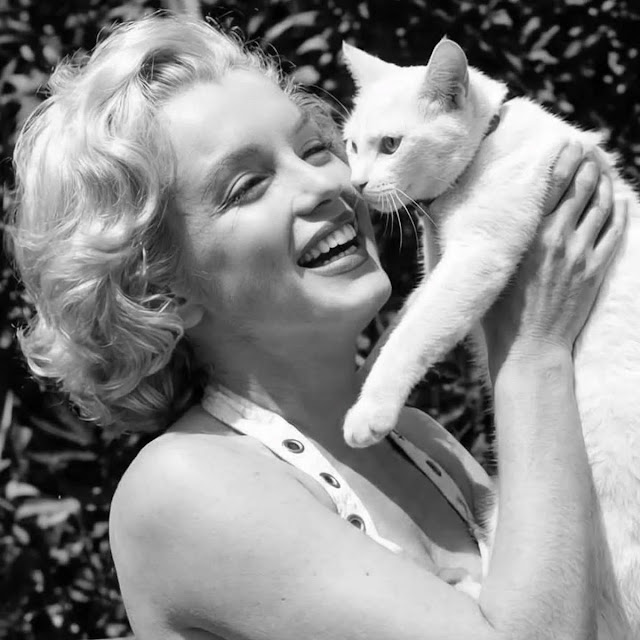 Bigpicture ru marilyn monroe with cats 2